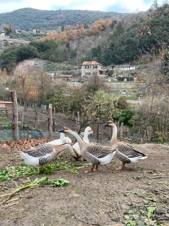 Agricamping Le Terrazze Hotel Orco Feglino Exterior photo